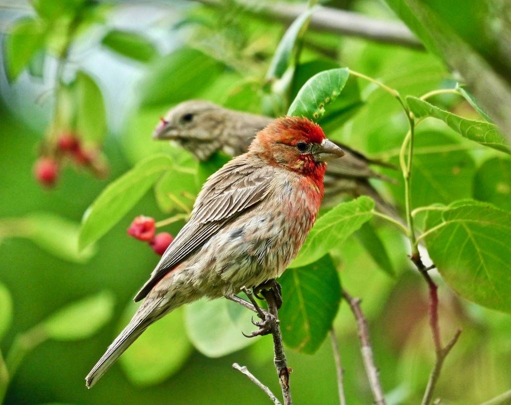 house finches by foxtail_1 is licensed under CC BY-NC-SA 2.0